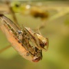 Znakoplavka obecna - Notonecta glauca - Water Boatman 0635